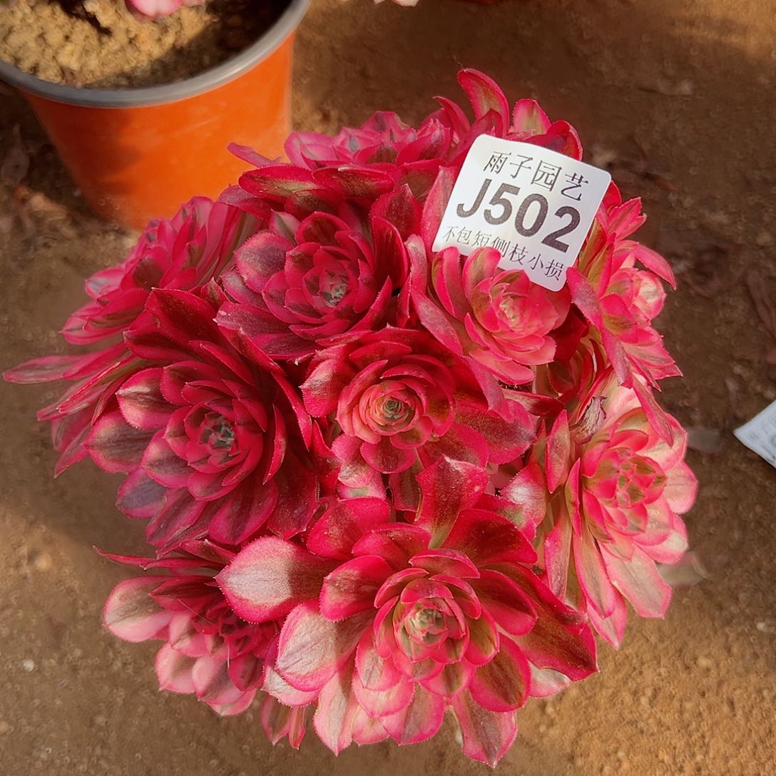 502尺寸18左右倾城