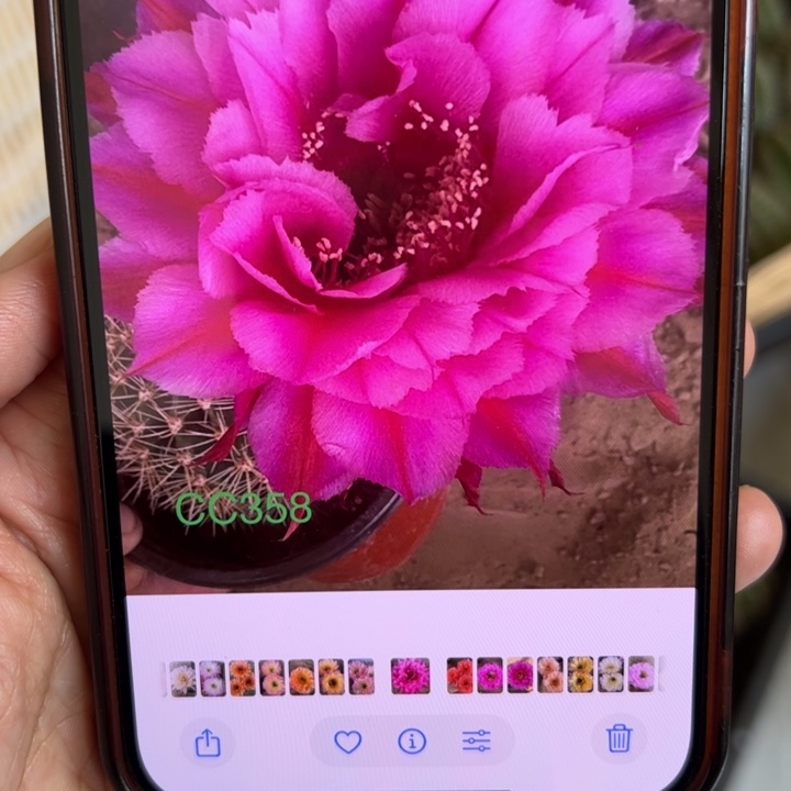 无花朵仙人球侧芽cc358