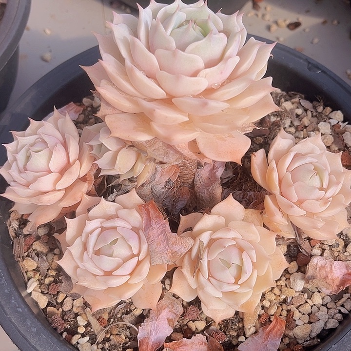 露娜莲不包小损1832