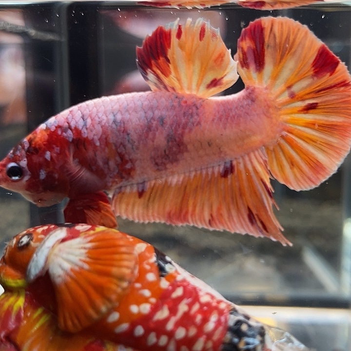 斗鱼黑13号巨斗将军