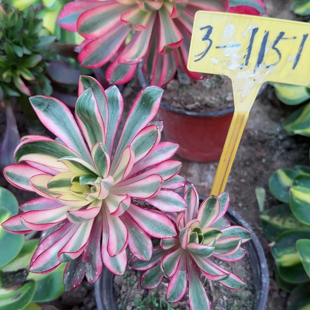 3-1151---多头多肉植物