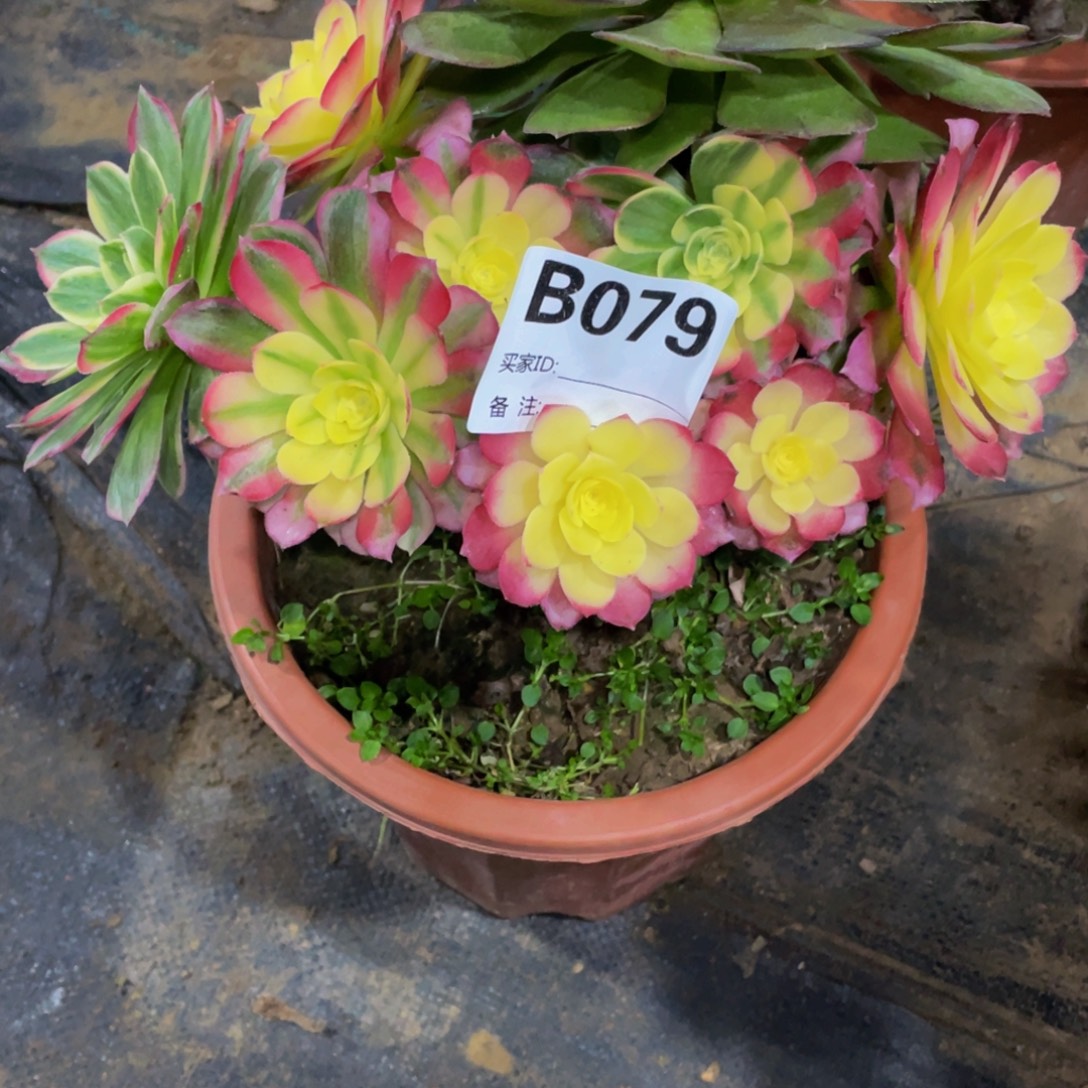 *****079海仙11111多肉