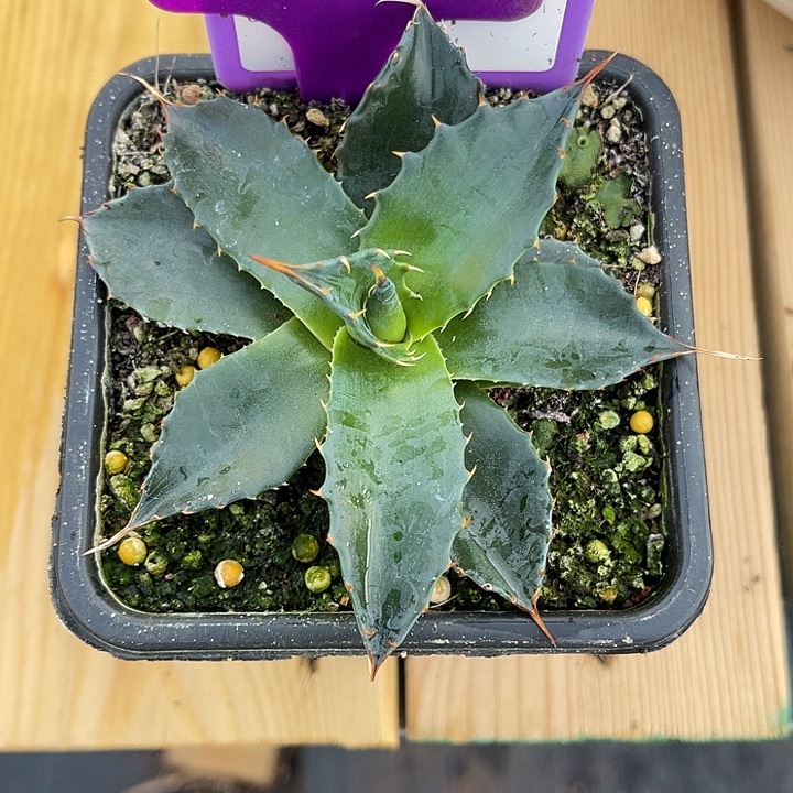 勋哥多肉密刺姬蒙塔娜