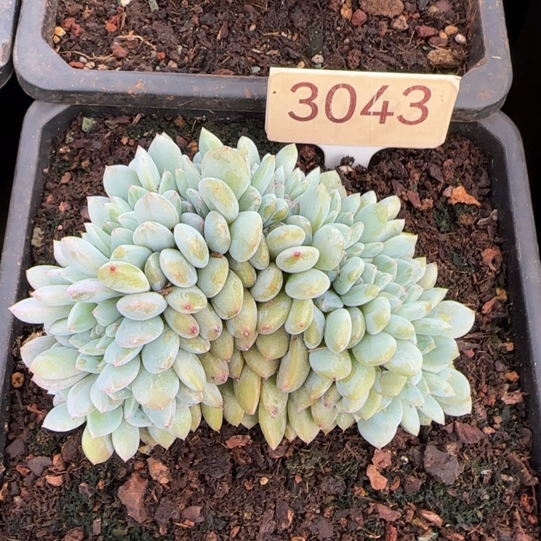 3043。     星影缀