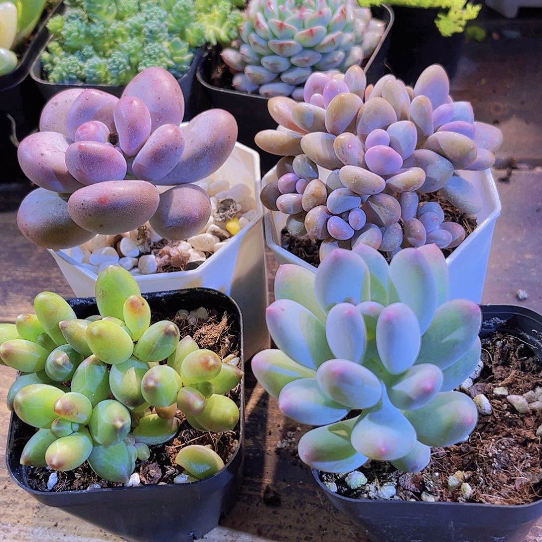 桃蛋。他美人。千代田。苹果奶