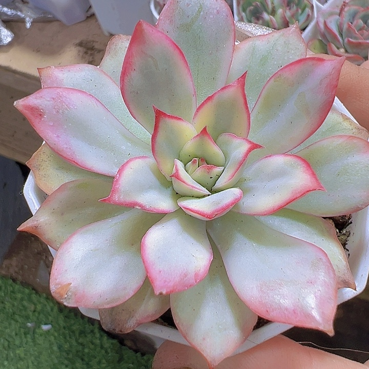 月光女神锦19包邮多肉植物