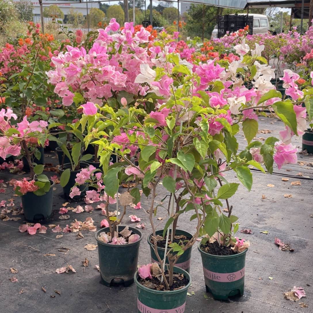 大量花朵（建议范围：8朵-15朵 或40%以上）广红樱一盆