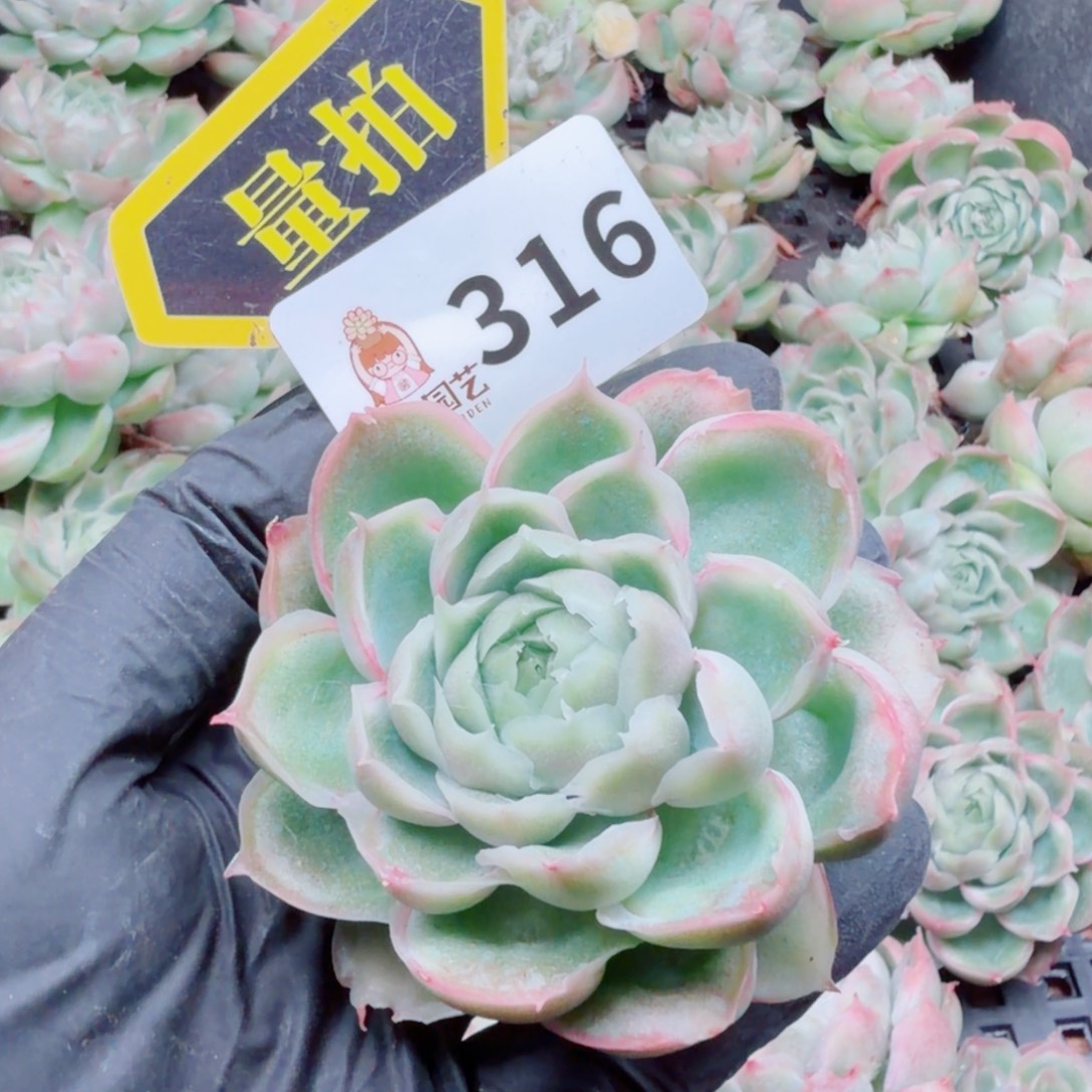 多肉植物多肉植物