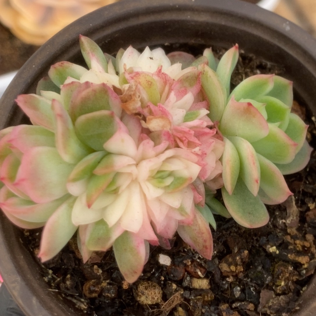 466仙影缀化锦锦锦锦锦