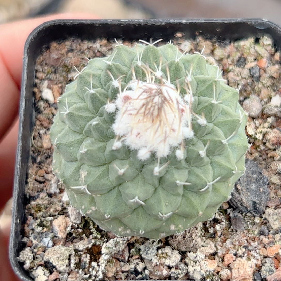 实生 菊水3.5公分