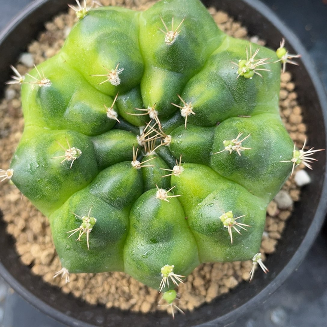 1-289绿巨人6.7厘米