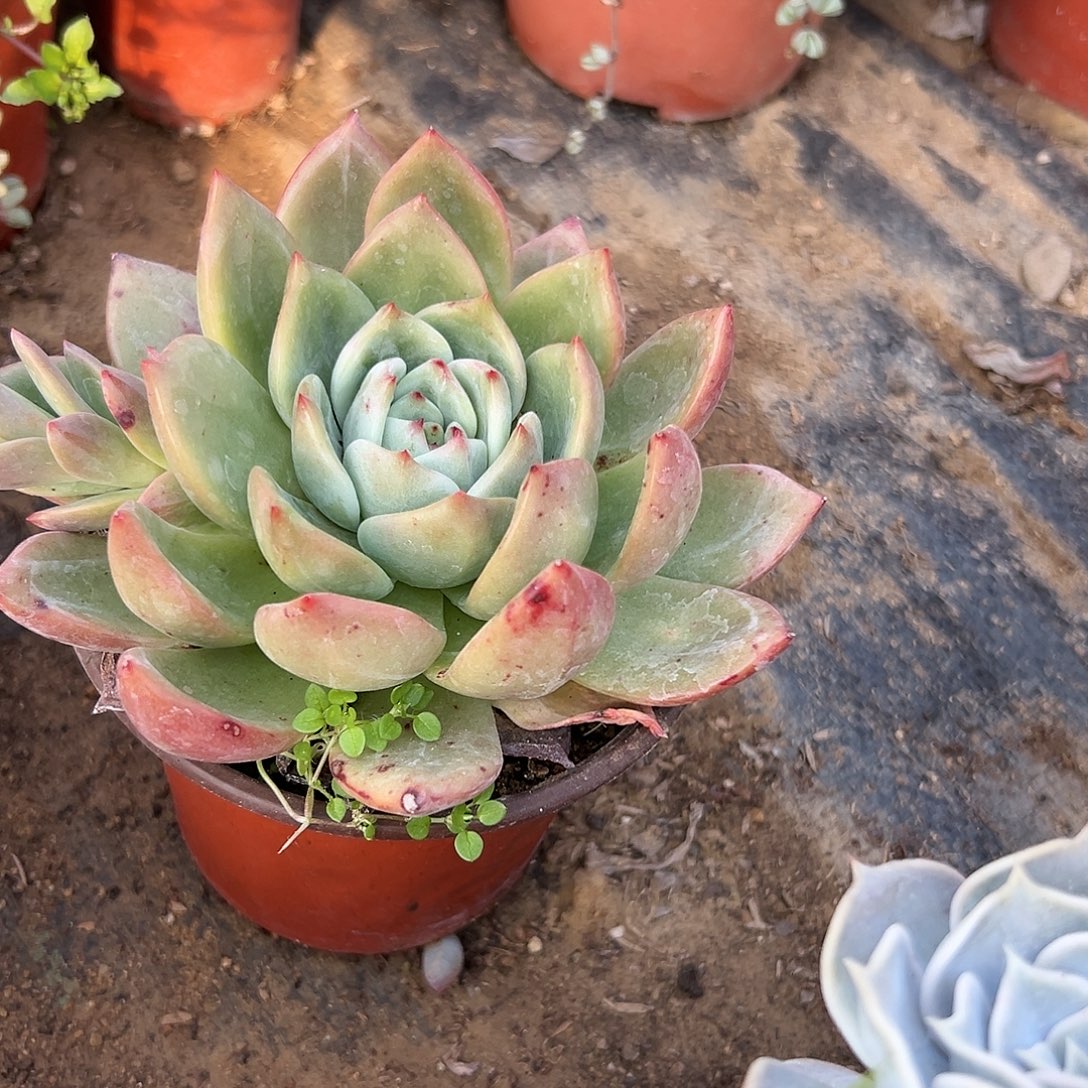 多肉植物白叶香槟