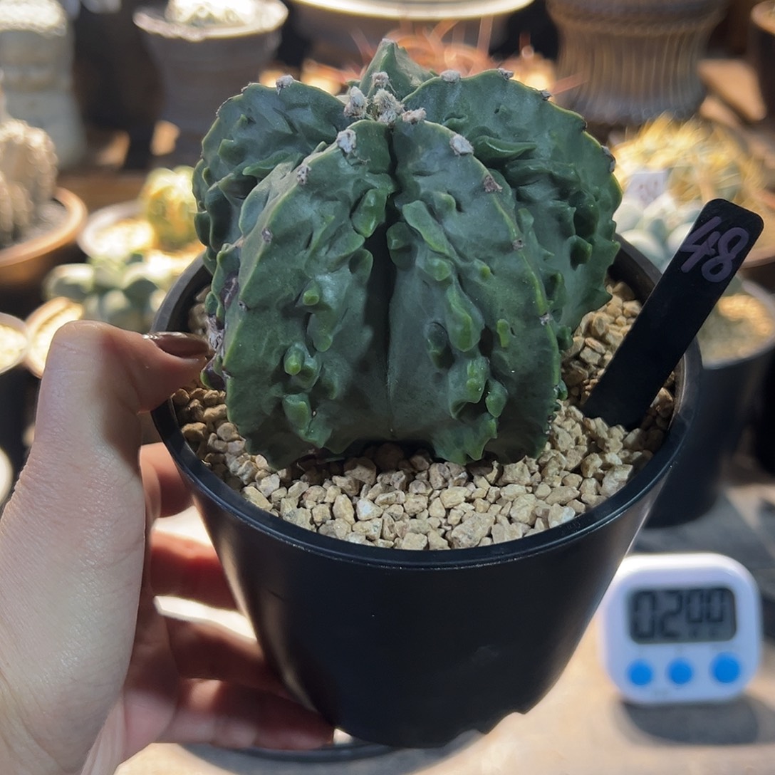 *****实生根核桃鸾凤玉带盆土33