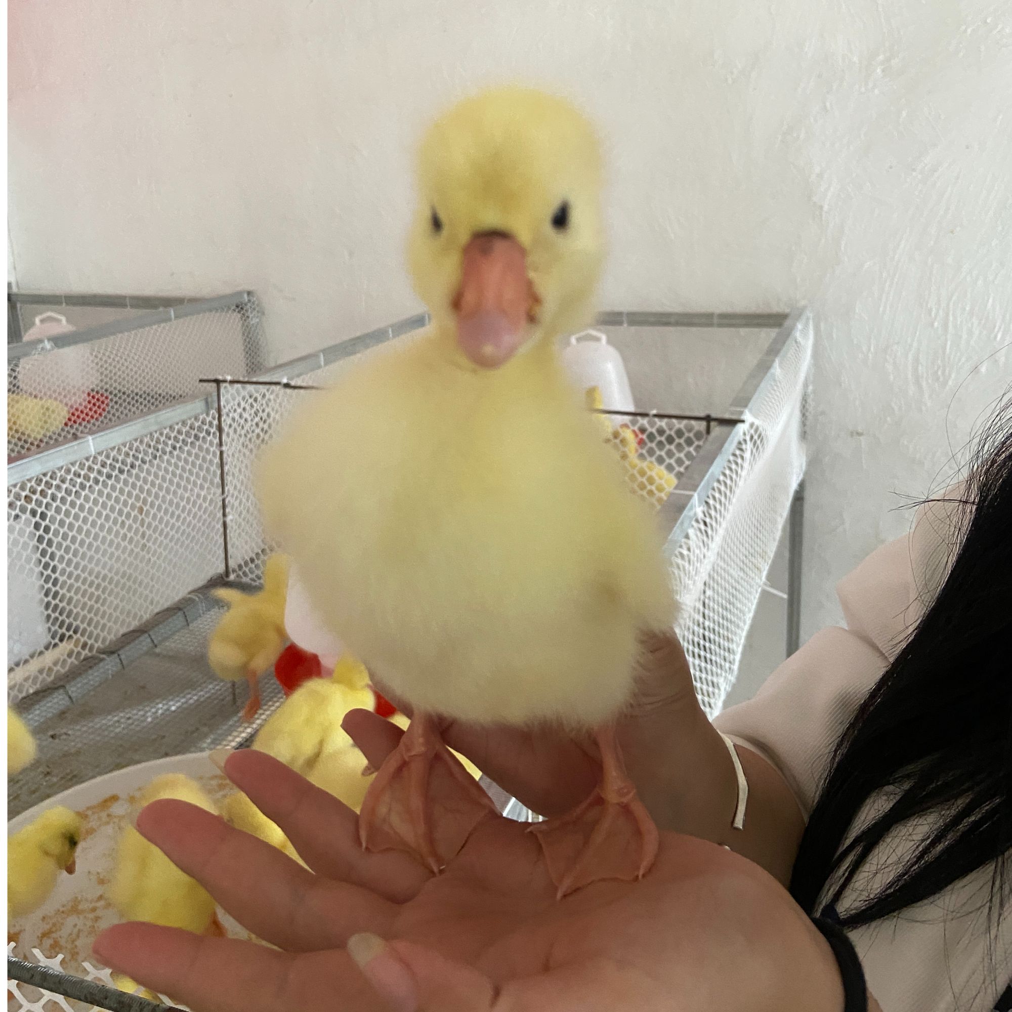 活体宠物鸭顺丰包邮