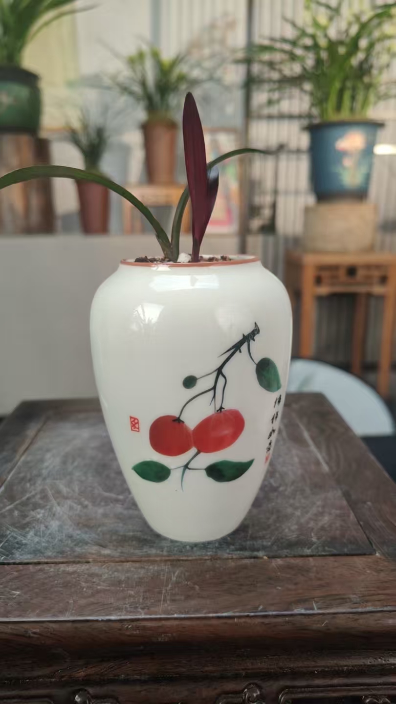 掌中宝小摆件栽好种好室内外易养活盆栽