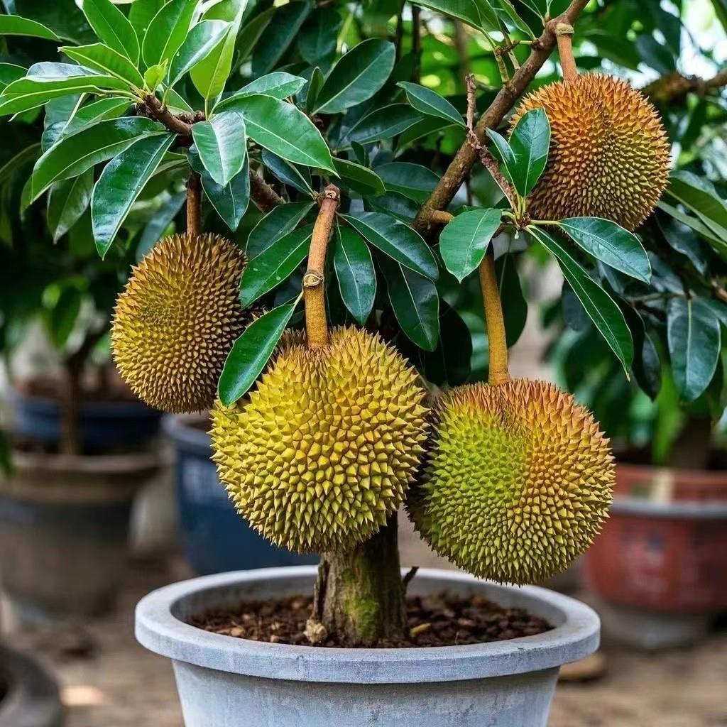 榴莲树果苗泰国金枕树苗南北方四季莲蓬水果树苗庭院种植当年结果