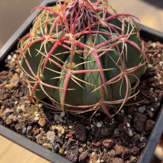 精品卷刺（天城玉）福利