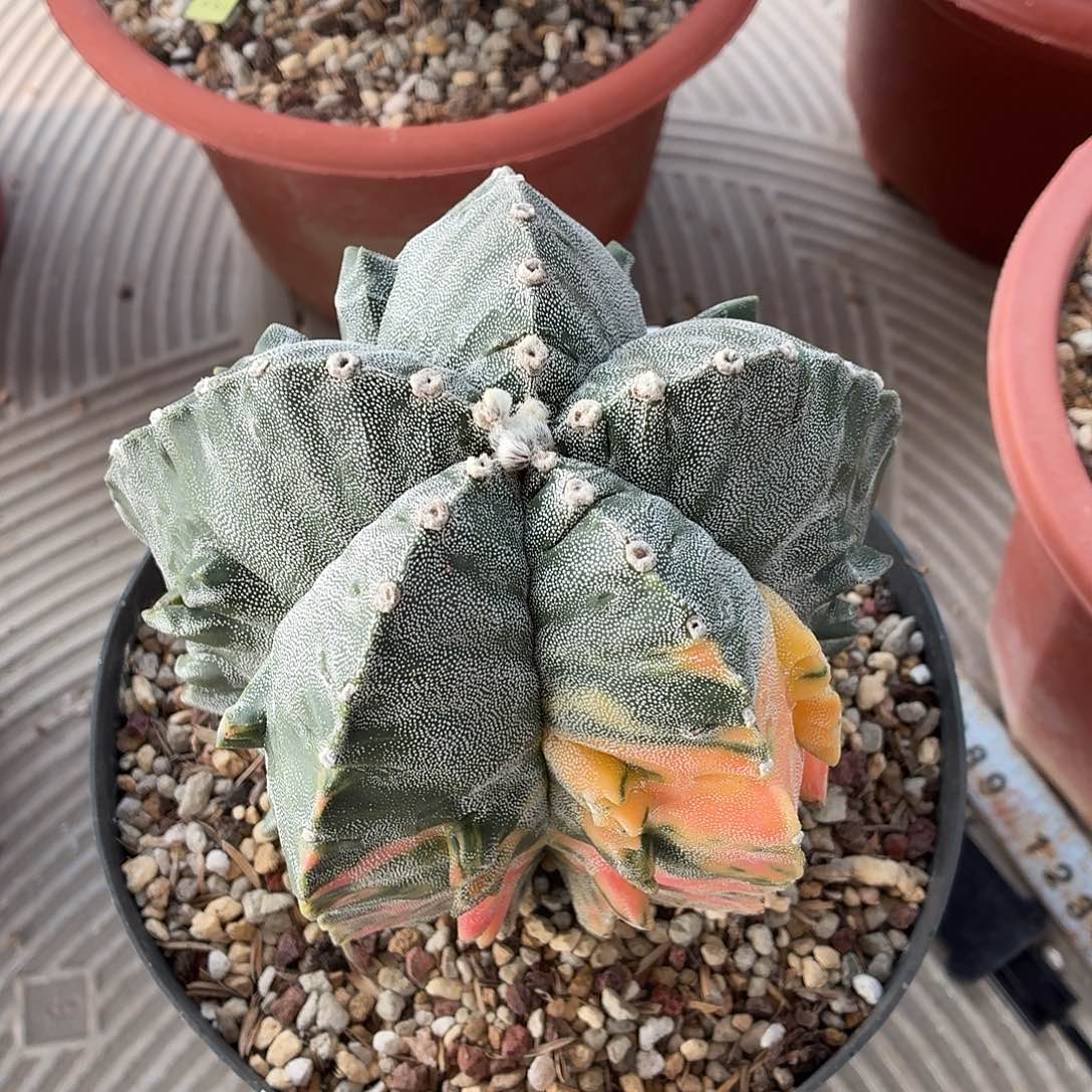 大***城无花朵龟甲核桃锦！！！！！！