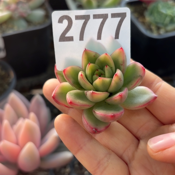 多肉植物头盖锦无根满18包邮