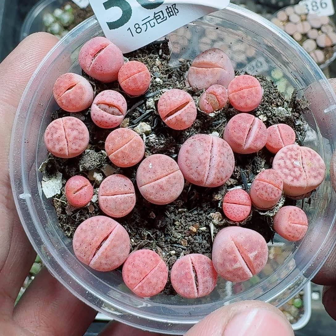 小***郭364多肉植物多肉植物