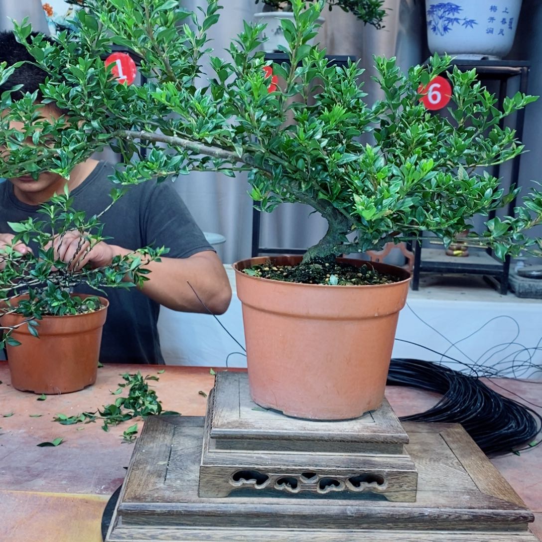 无花朵栀子花开了