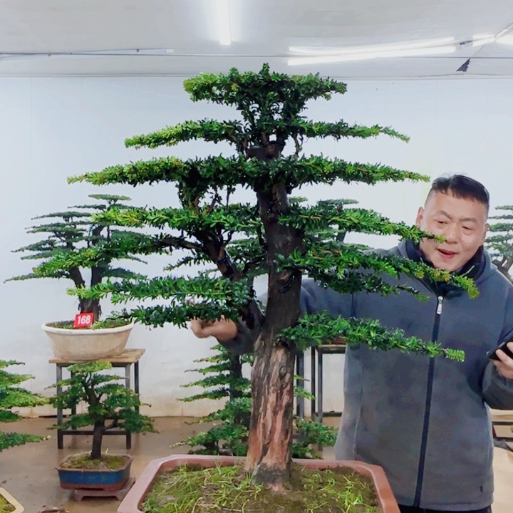 无花朵盆景园林……