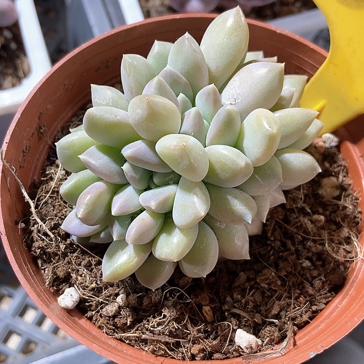 多肉植物奶糖五头朵朵559