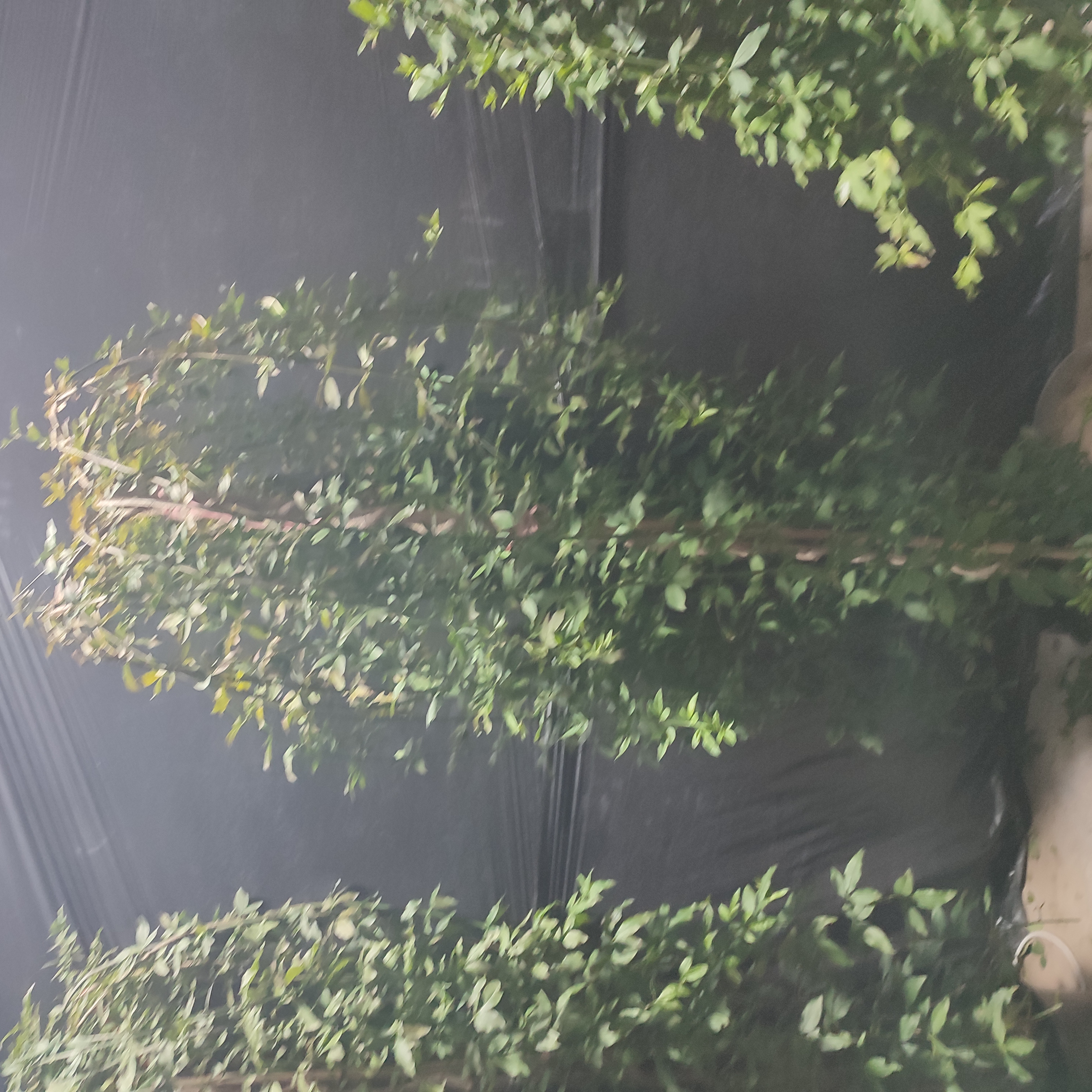 马醉木油橄榄南天竹等绿植盆景适合室内外栽培四季常青