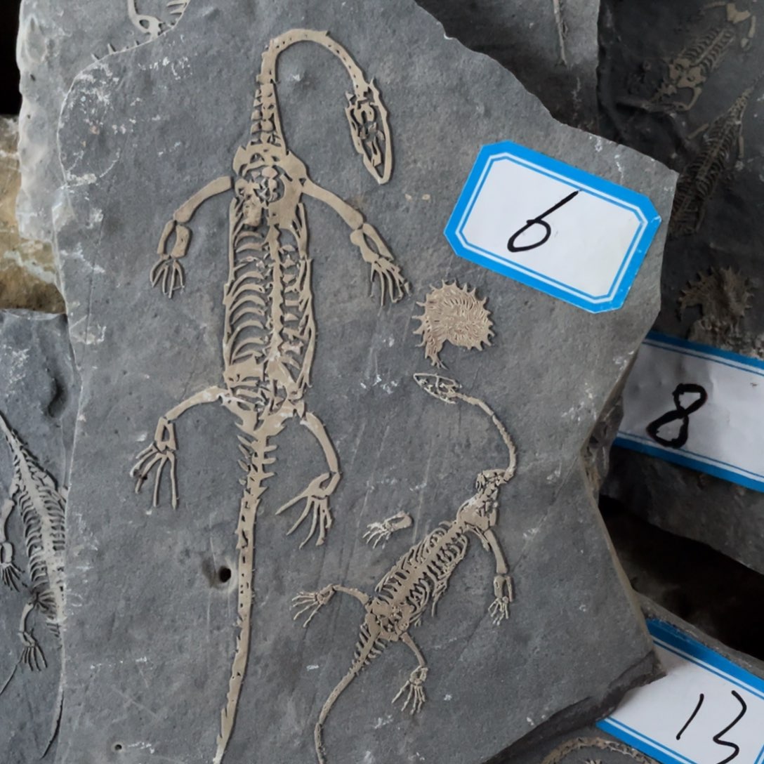 石材66666666666666666