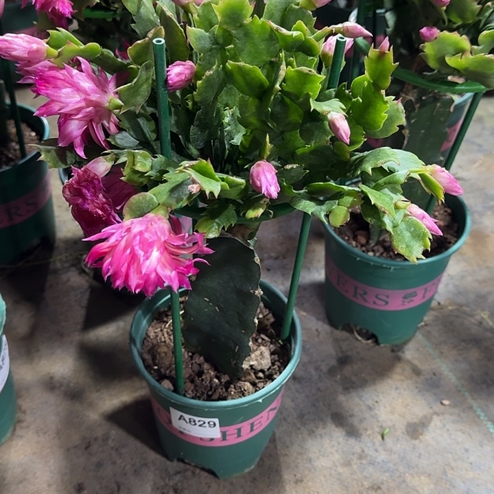 秋***大部分开放少量花苞829嫁接073