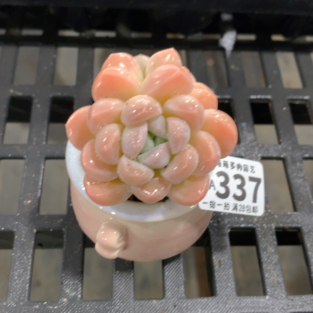 肉萌萌拇指盆精控多肉AA337