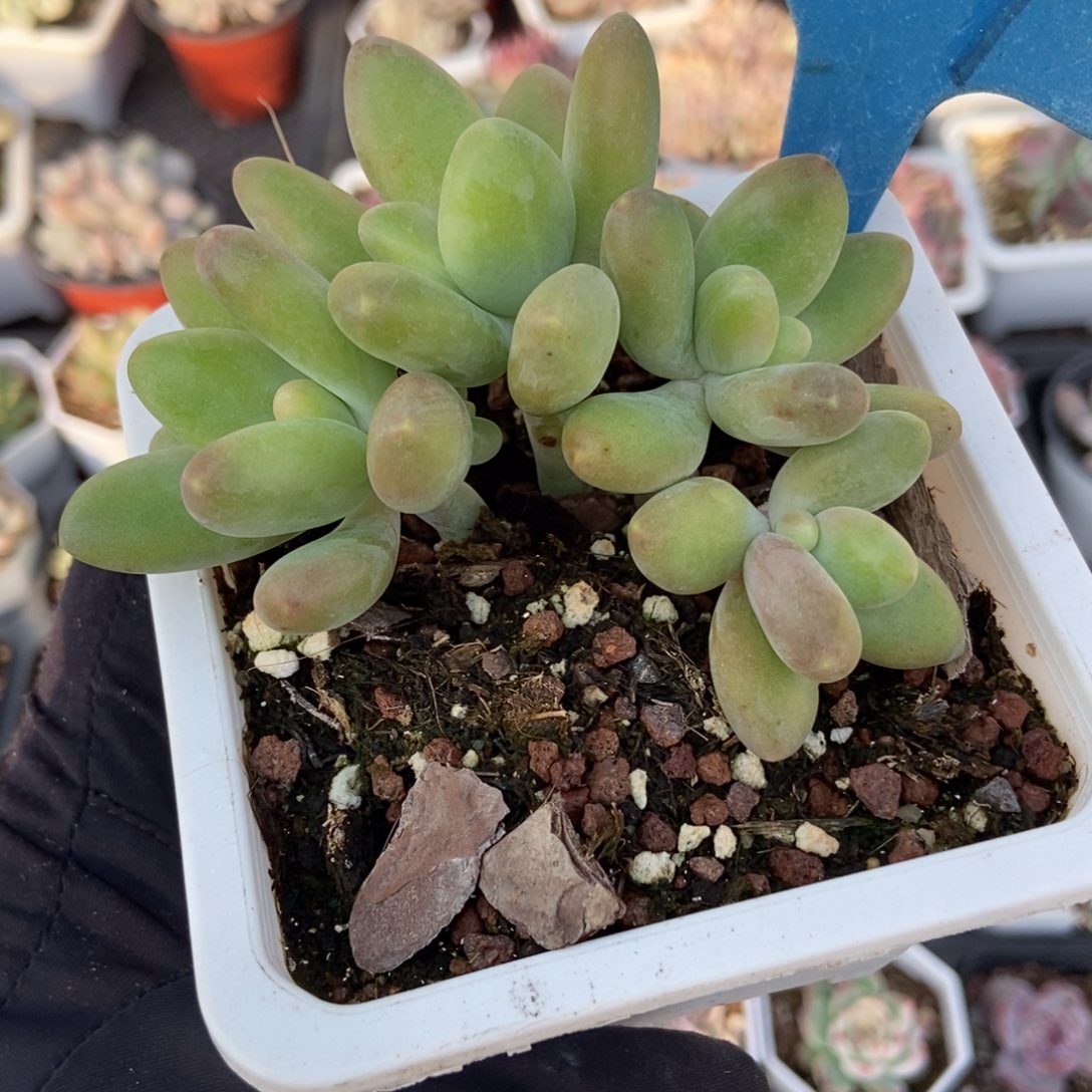 07芒果奶多肉植物多肉