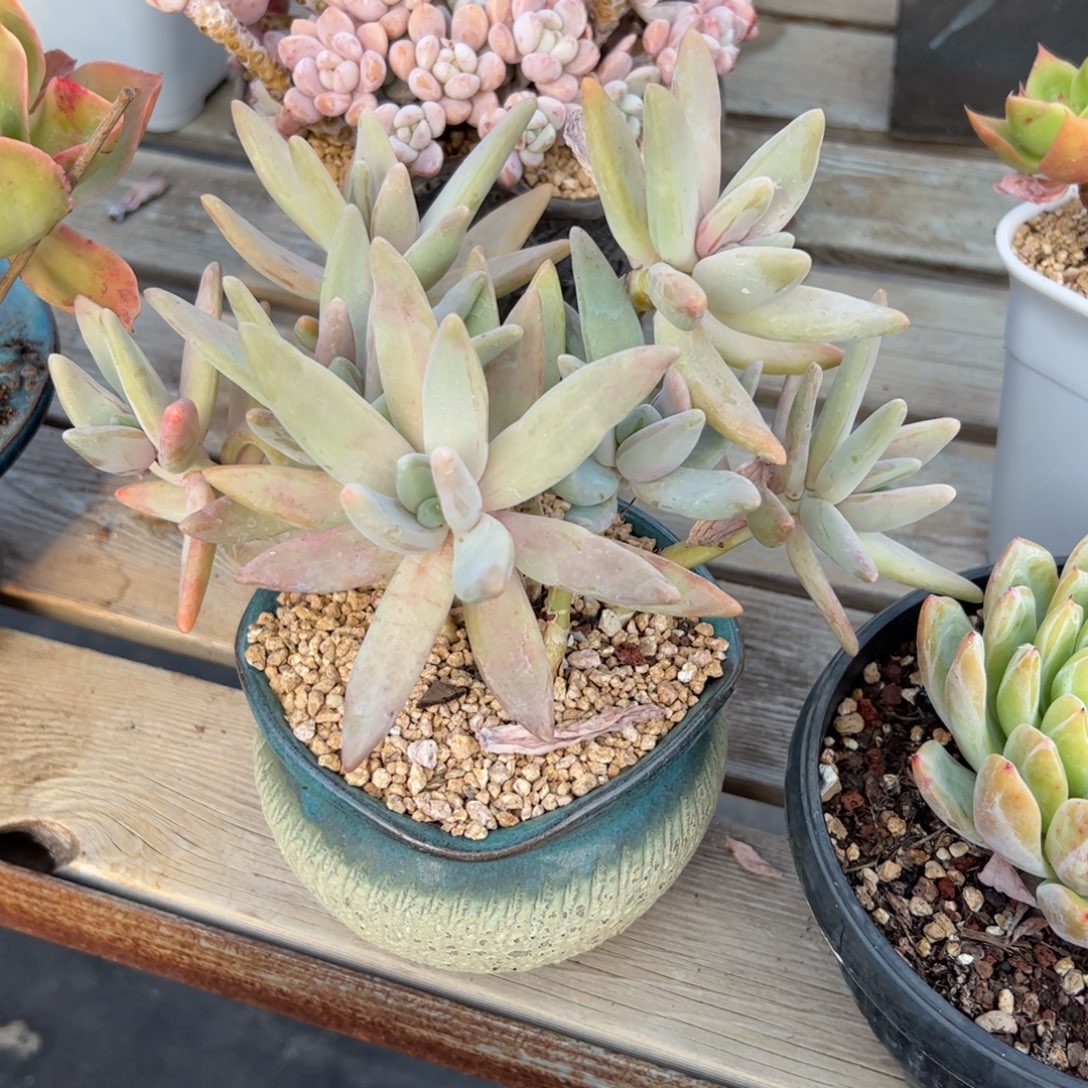 香蕉美人18 零零多肉植物