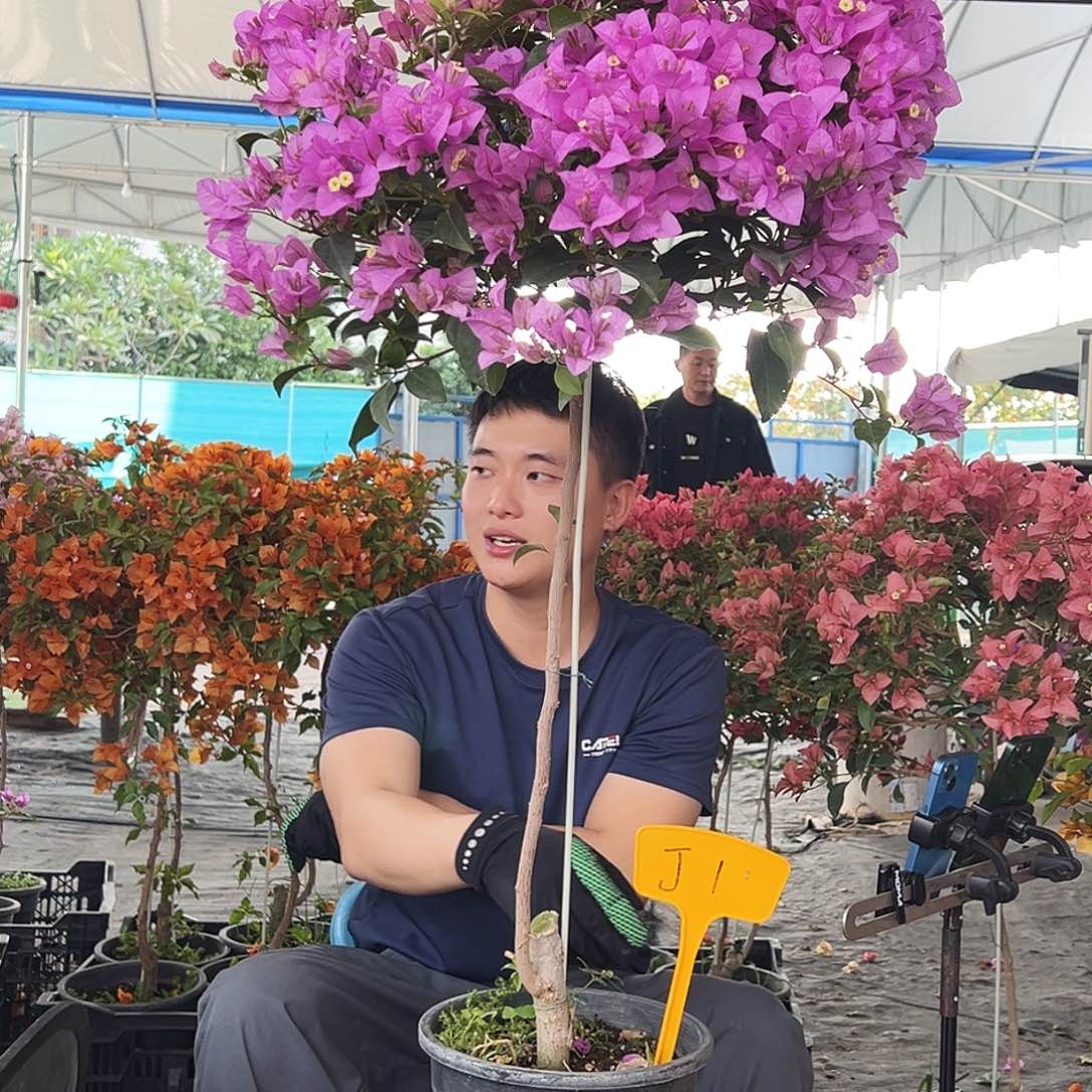 P***微大部分花苞少量开放J1巴西紫