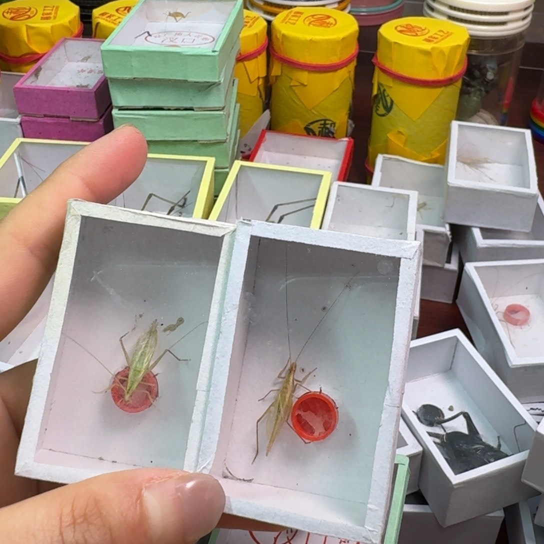 柬埔寨2条。           