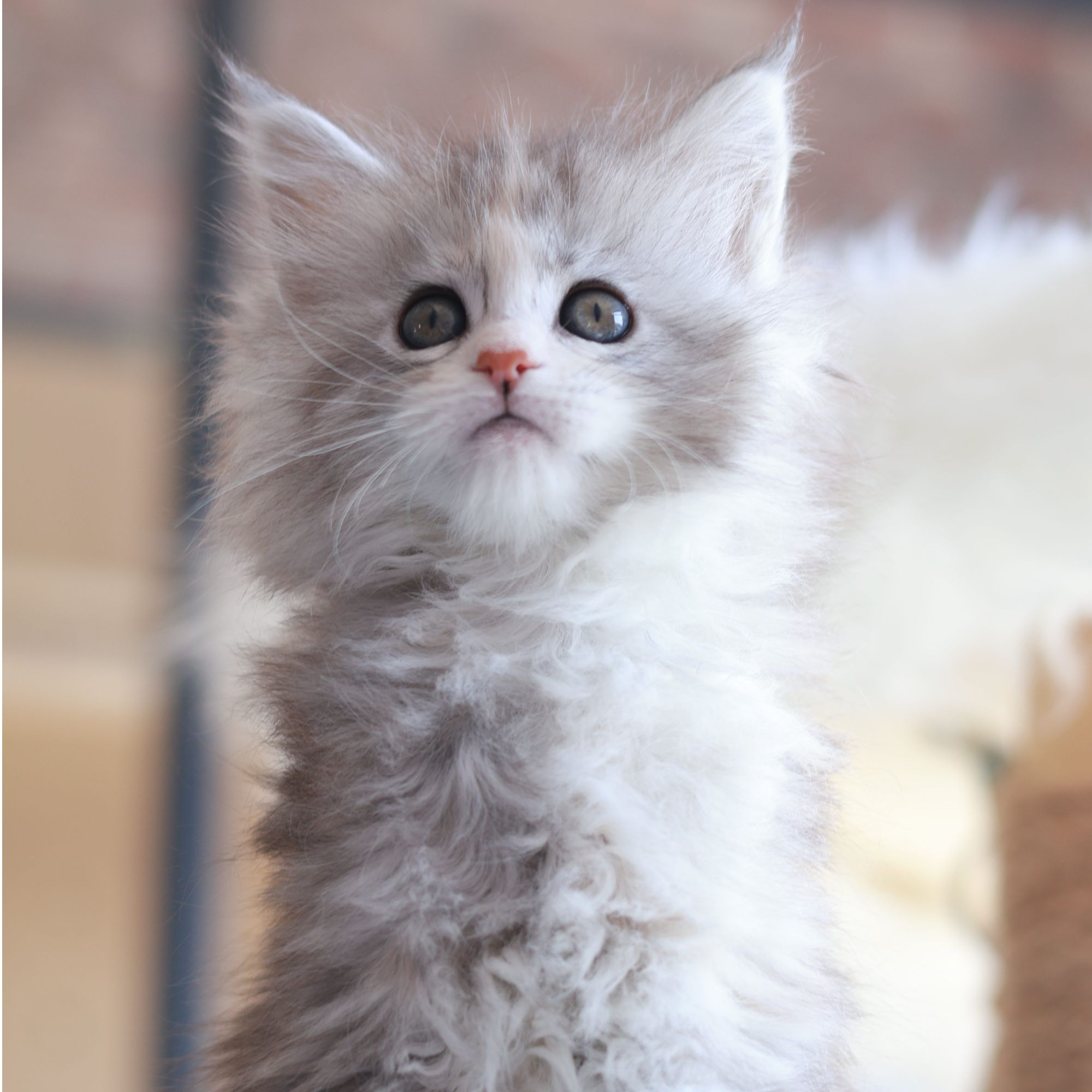 Cat Valley缅因猫 浅银三花妹妹-B7039