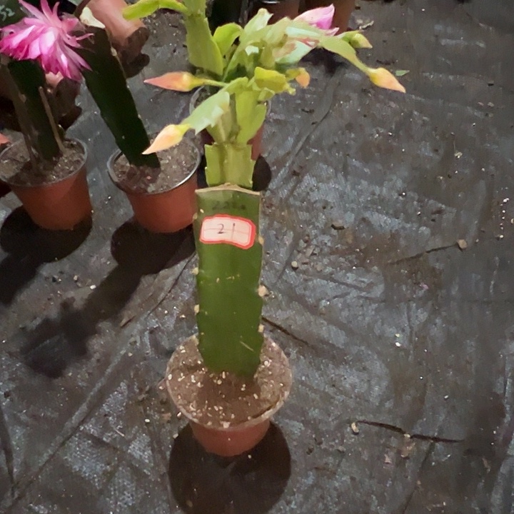 豆***妈，21号带盆2224嫁接苗