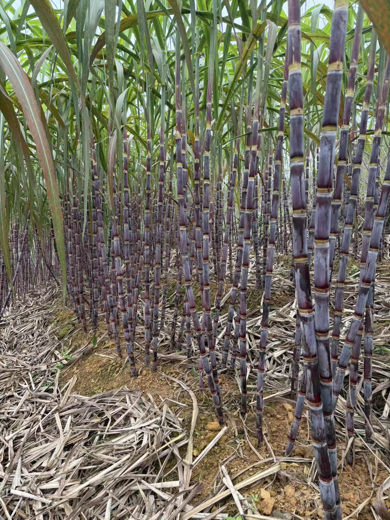 贵州红皮甘蔗新鲜现砍应季水果脆甜多汁爽口清甜小果发货