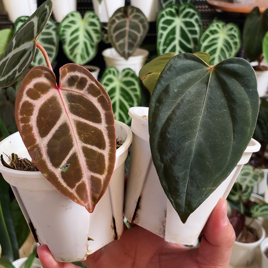 完全开放拼好烛11