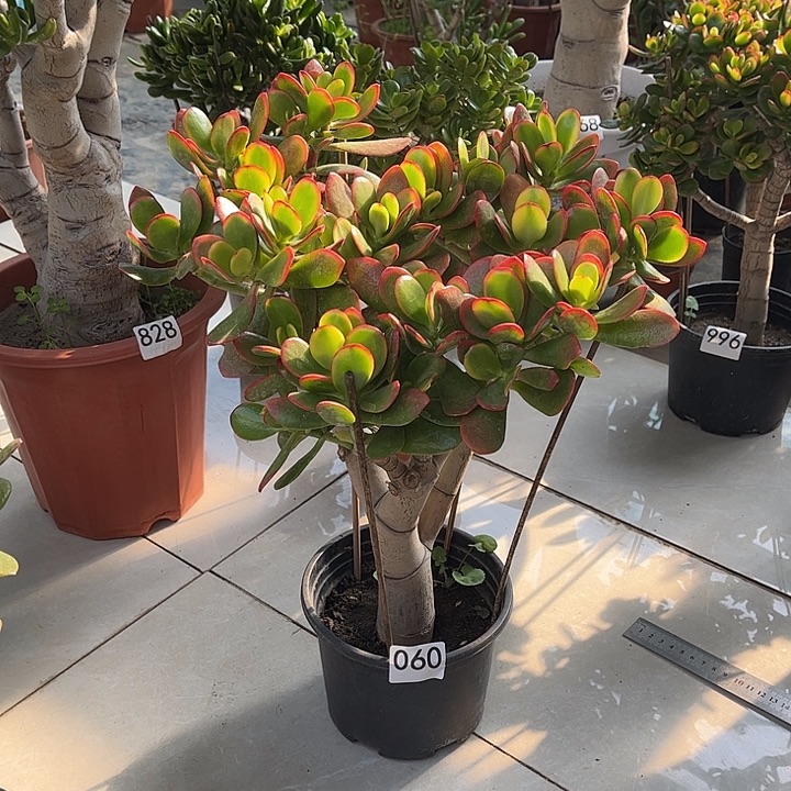 彩玉树花月独杆老桩