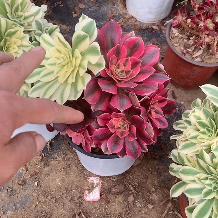 多肉植物卖吧合有断头29