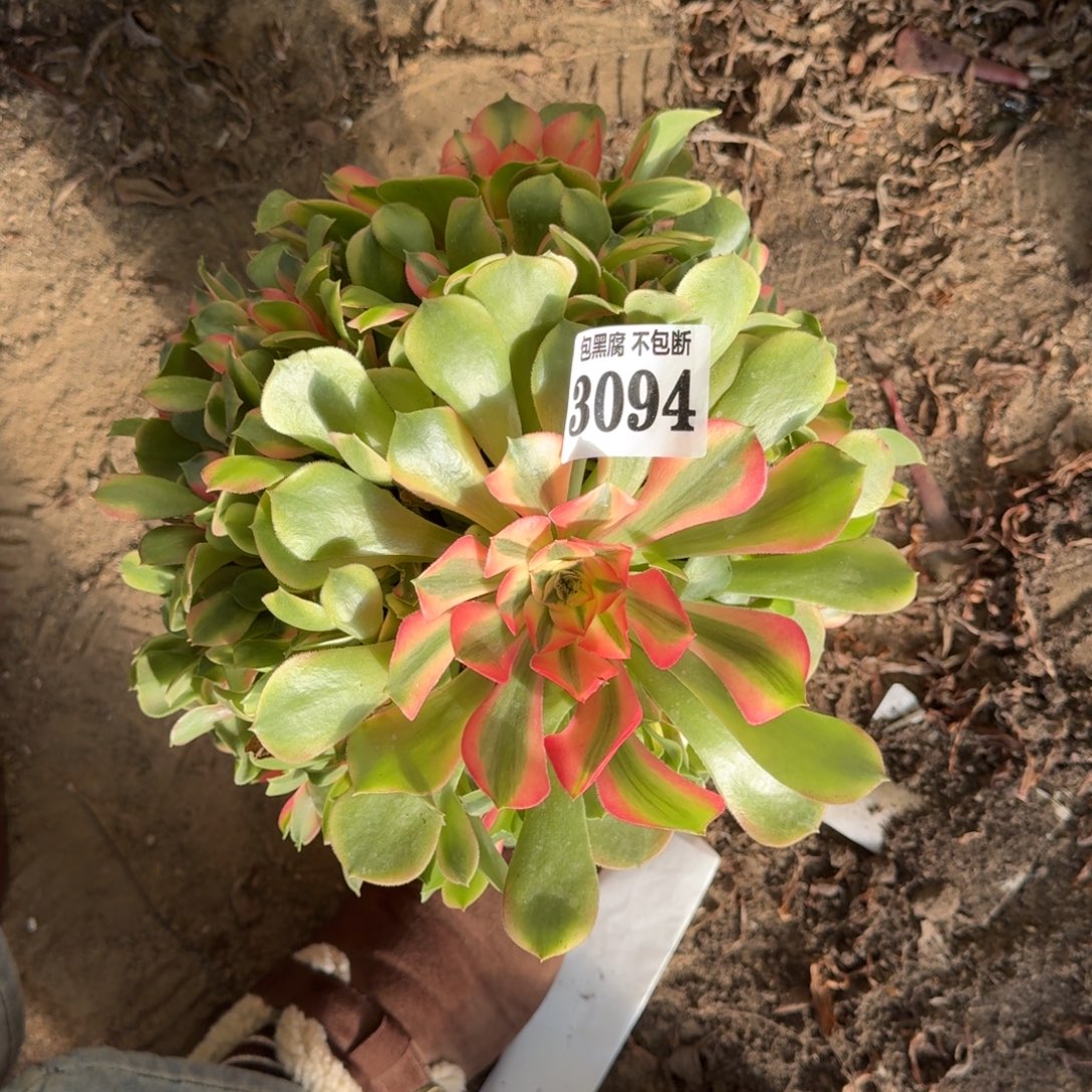 法师香妃19-26 3094