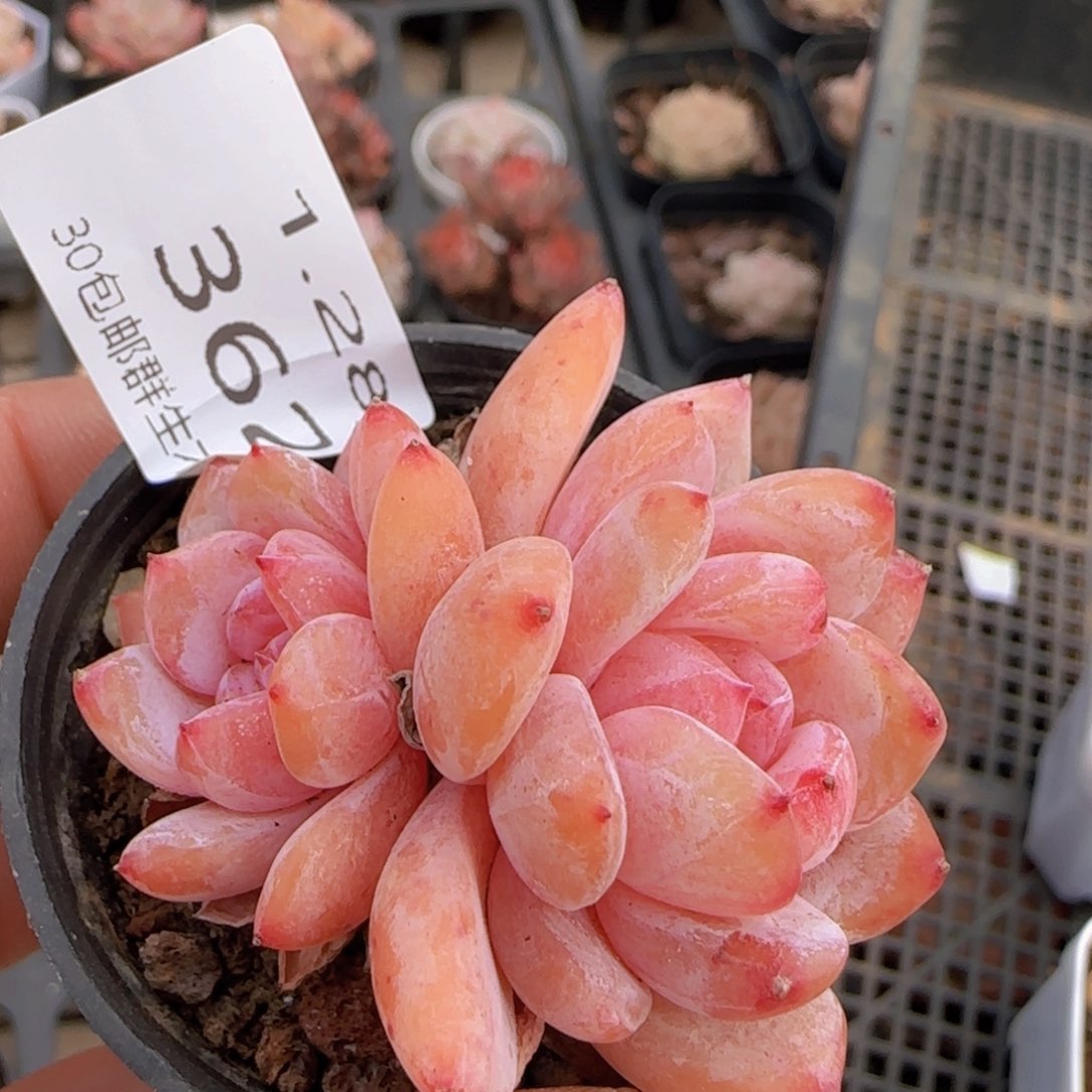 雪天使双头一颗脱土