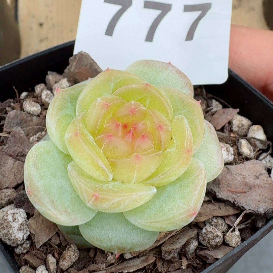 小家碧玉         精品多肉