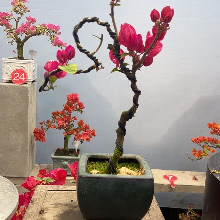 完全开放三角梅一物一拍