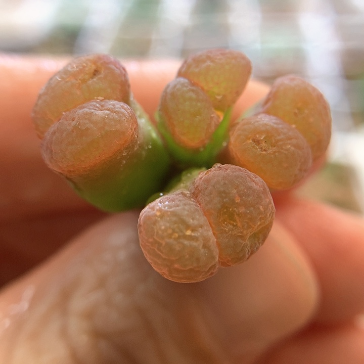 009特特特特 肉锥植物