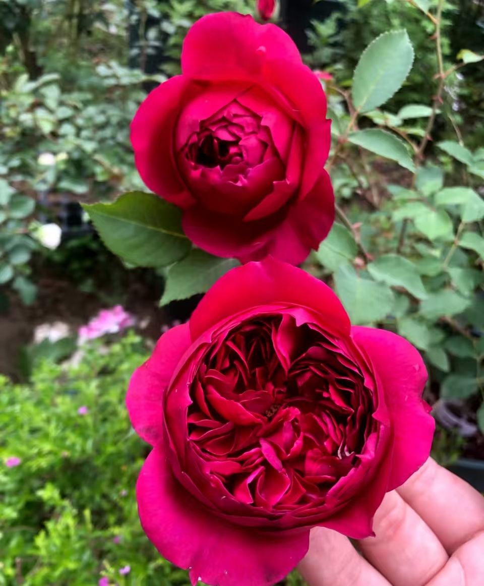 去盆带护根土母本大苗【秋日胭脂】高颜值月季盆栽苗庭院月季
