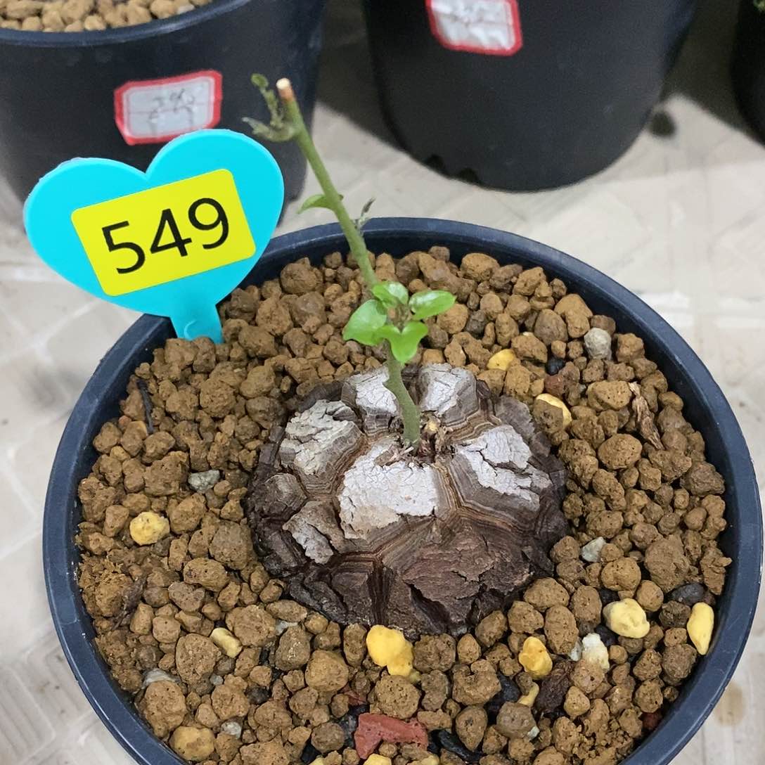 南非龟甲龙龟甲龙