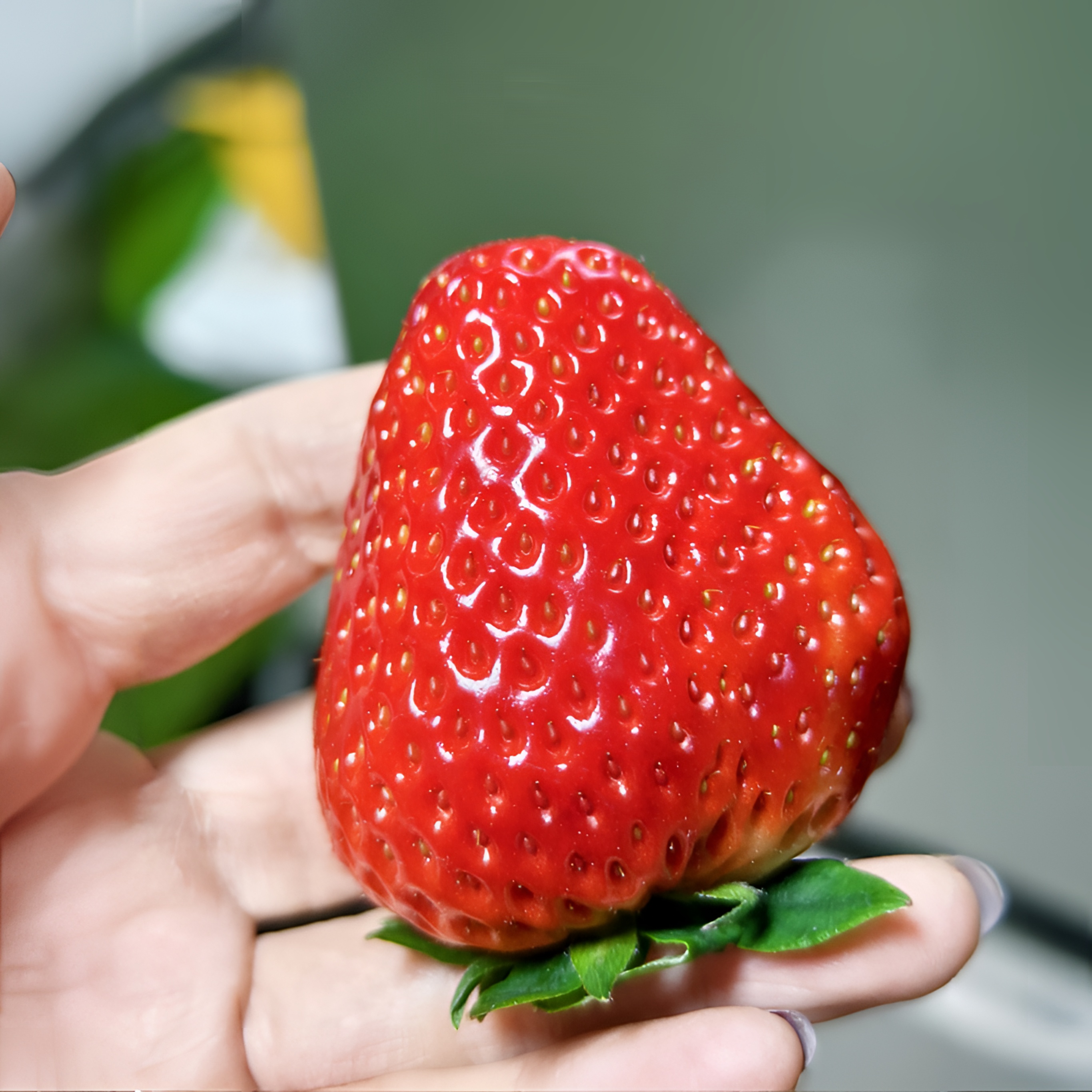 宁玉草莓 果香味浓郁  酸甜 一斤装 （没有图片那么红 偏粉红）