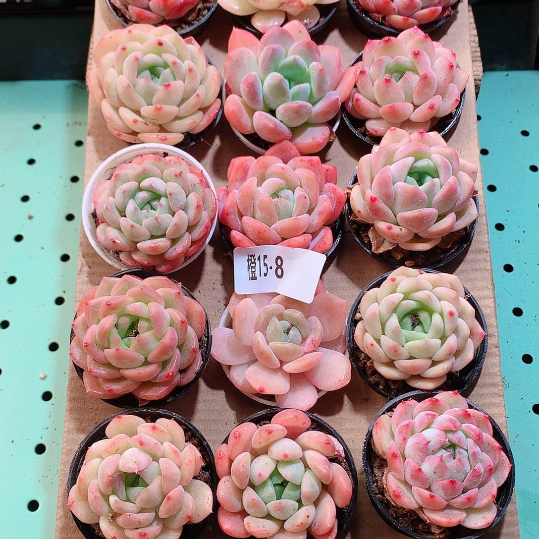 15-8一物一拍带盆18颗